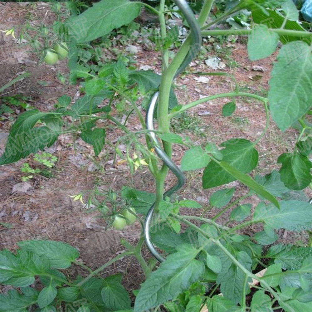 Spiral Plant Supports Metal Tomato Stakes Steel Tomato Support/ Spiral Rod / Plant Support