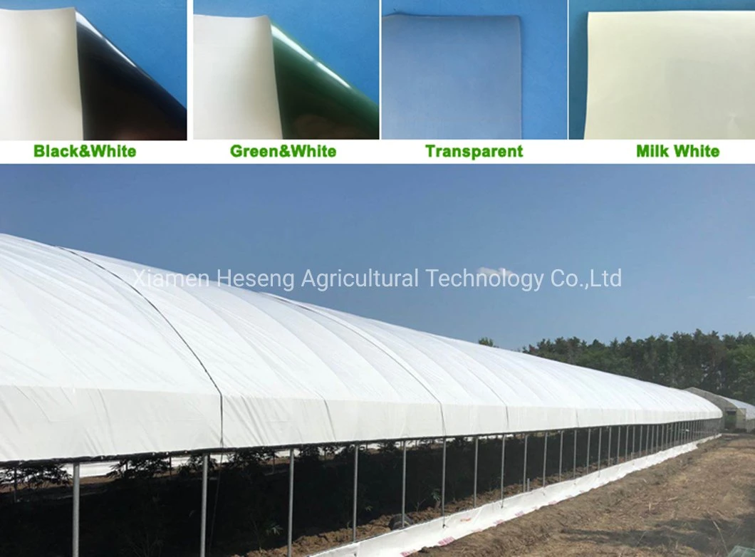 Low Cost Agricultural Single Tunnel House Plastic Film Greenhouses for Tomato/Peppers/Eggplant/Strawberry/Cucumber