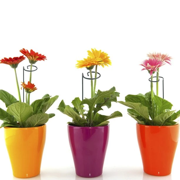 Single Stem Plant Support Stake Garden Decorations Flowers Pot Planters Stakes for Flowers