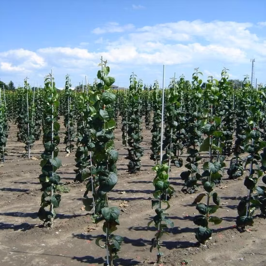 Asta di supporto agricolo ad alta resistenza, picchetto per albero in fibra di vetro