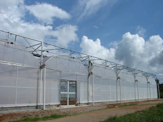 Serra agricola economica a tunnel con film in polietilene a pannello singolo con irrigazione e sistema di coltivazione idroponica per piante medicinali da ortaggi da fiore