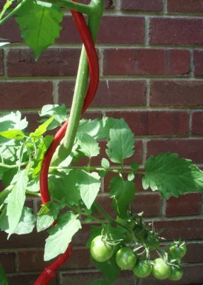 Pali a spirale di supporto a spirale per pomodori a traliccio per piante da giardino di alta qualità per la coltivazione di piante Pali di pomodoro in filo metallico